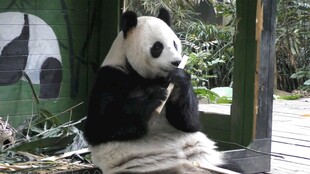 坐着进食的可爱大熊猫