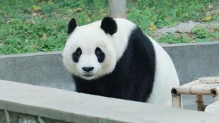 憨态可掬的大熊猫