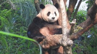 熊猫惬意栖于树枝上