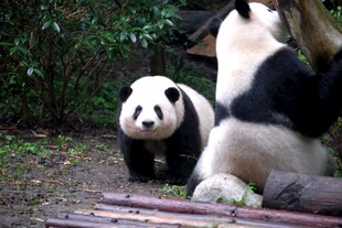 憨态可掬的两只大熊猫