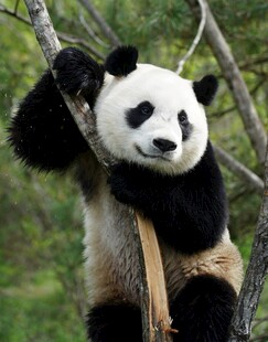 熊猫挂树枝憨态可掬