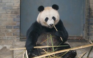 熊猫悠闲进食竹子