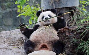 憨态熊猫惬意享用竹子