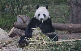 憨态熊猫惬意享用竹子