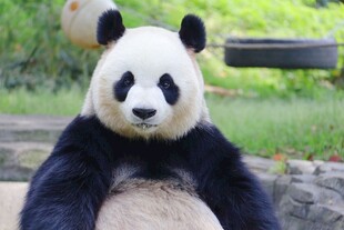 憨态可掬的大熊猫