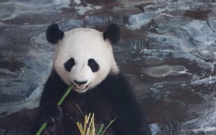 可爱熊猫惬意吃竹子