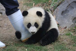 熊猫幼崽抱白色物件玩耍
