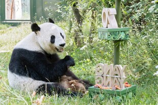 熊猫惬意享用竹子美食