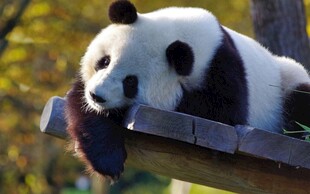 趴在木架上的可爱大熊猫