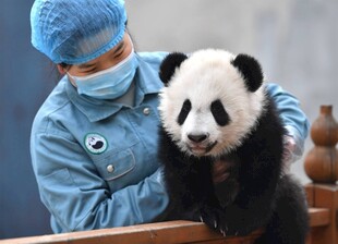 医护人员与可爱熊猫互动