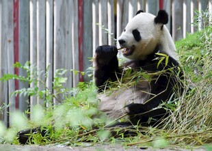 熊猫悠闲进食竹子