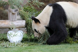 熊猫于草地专注进食