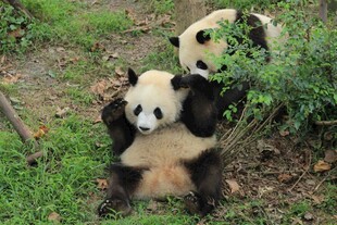 可爱熊猫在草地惬意玩耍