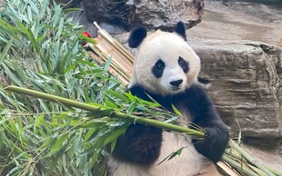 憨态熊猫啃食鲜嫩竹子