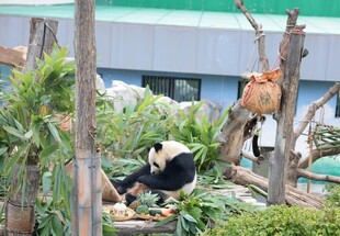 熊猫在户外惬意玩耍