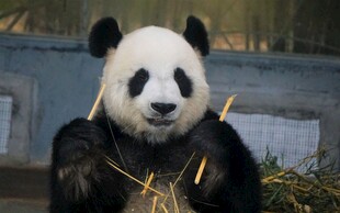 憨态熊猫手持竹子进食