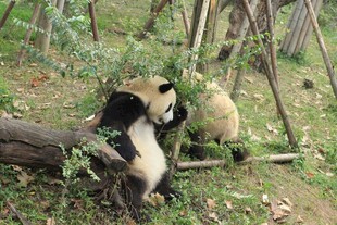 竹林中玩耍的可爱大熊猫