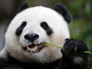 熊猫惬意享用鲜嫩竹子
