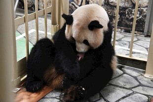 熊猫惬意坐着舔毛