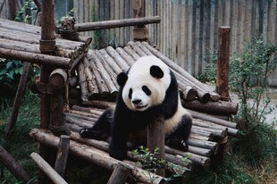 熊猫于木架结构处休憩
