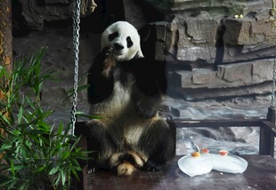 熊猫悠闲坐秋千