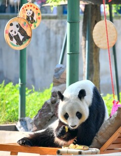 熊猫惬意进食玩耍场景