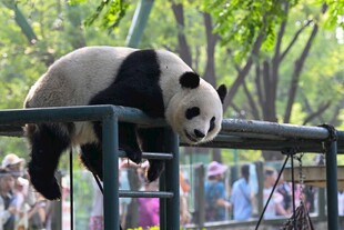 熊猫倒挂栏杆憨态可掬