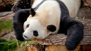 趴木上的可爱大熊猫