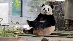 悠闲坐姿的大熊猫