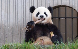 憨态熊猫惬意享用美食