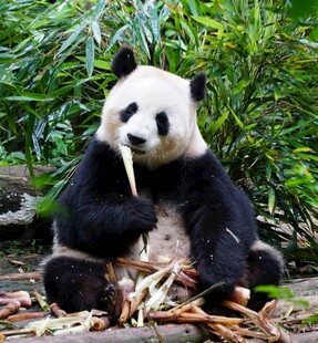 憨态熊猫惬意享用竹子