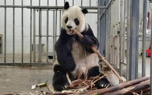 熊猫悠闲坐地啃竹子