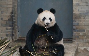 熊猫悠闲进食竹子