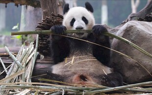 熊猫悠闲躺卧吃竹子