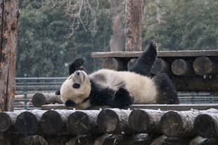 熊猫惬意躺卧木围栏上