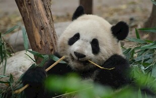 熊猫惬意进食竹子瞬间