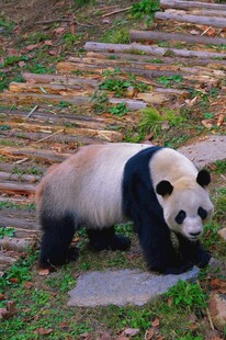 漫步石板路的可爱大熊猫