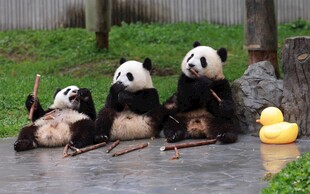 三只熊猫惬意享受快乐时光