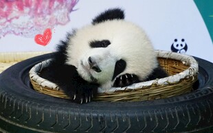 萌态熊猫躺卧轮胎中