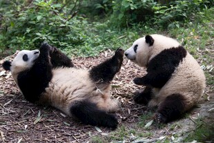 两只熊猫惬意躺地玩耍