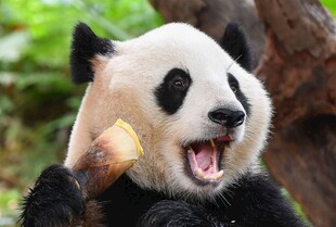 熊猫开心吃竹子瞬间