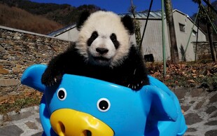 熊猫坐蓝色玩具车超萌