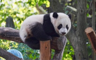 憨态熊猫惬意趴木架