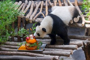 熊猫嗅闻彩色物品