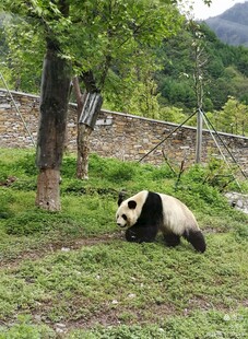草地上悠闲的大熊猫