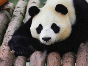 憨态熊猫趴于木堆上