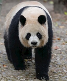 行走的大熊猫