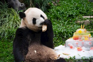 熊猫惬意享用水果盛宴