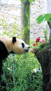 熊猫嗅闻鲜艳花朵