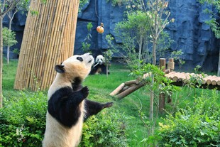 熊猫站立伸手抓玩食物